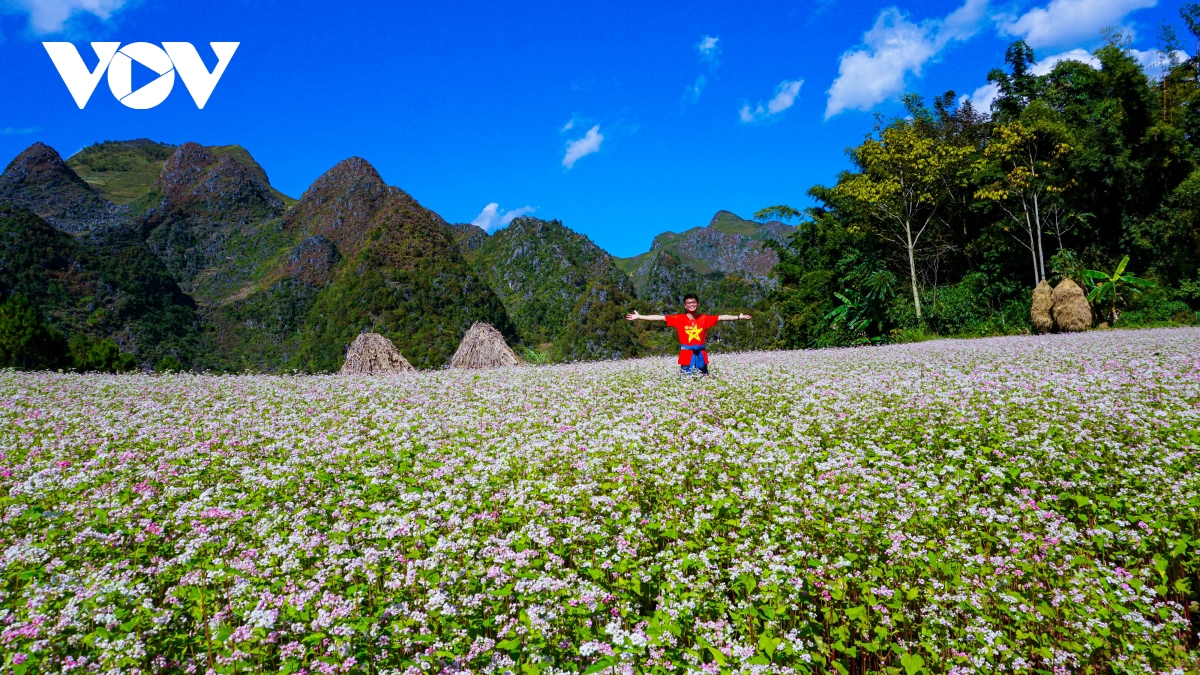 Buckwheat flowers beautify northern mountainous Ha Giang province
